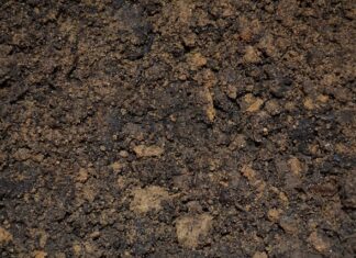 Jak zrobić zalewę do kompotu? Jak zrobić zalewę do kompotu?