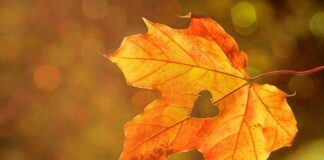 Czy klon nadaje się do akwarium?