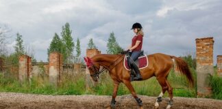 Jaka siatka na kojec dla psa?