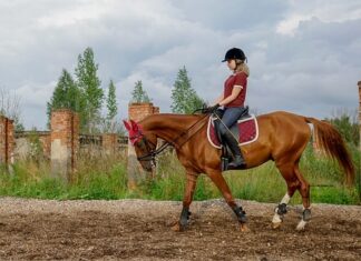 Jaka siatka na kojec dla psa?