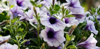 Czy surfinie można jeść?