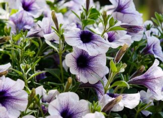 Czy surfinie można jeść?