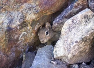 Jakie legowisko dla małego psa?
