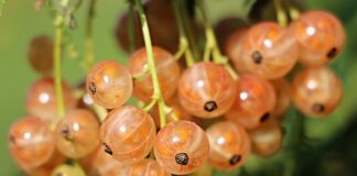 Ile cukru na litr wody do kompotu z porzeczek?