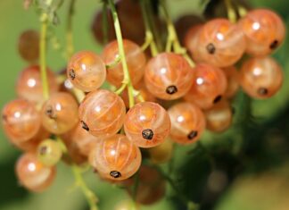 Ile cukru na litr wody do kompotu z porzeczek? Ile cukru na litr wody do kompotu z porzeczek?