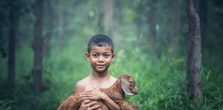 Dlaczego warto jeść kozie sery?