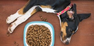 Jak wyczyścić kubeł na śmieci?