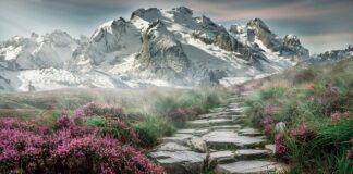 Czy Kora Kamienna nadaje się do akwarium?