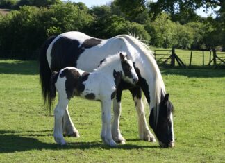 Skąd się biorą kłaczki w suszarce?