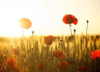 Co jest lepsze mąka czy skrobia ziemniaczana?