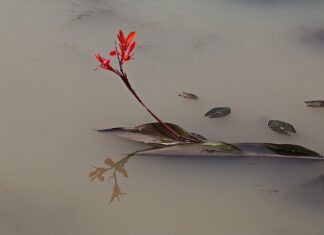Dlaczego jest mętna woda w akwarium?