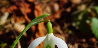 Jaka roślina jest najbardziej trująca?