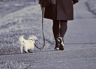 Jak radzić sobie z psami na rowerze?