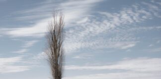 Czy topola nadaje się do akwarium?