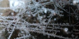 Czy konserwy mięsne można mrozić?