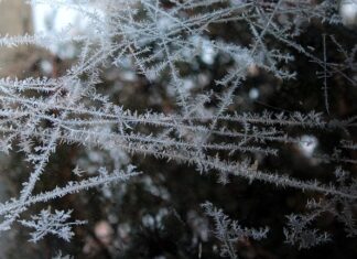 Czy konserwy mięsne można mrozić? Czy konserwy mięsne można mrozić?