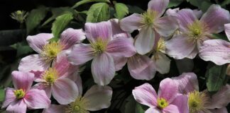 Czy clematis jest trujący?