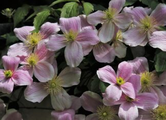 Czy clematis jest trujący? Czy clematis jest trujący?