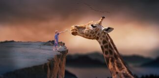 Jak często karmi się koralowce?