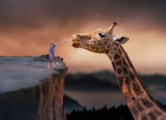 Jak często karmi się koralowce?