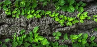 Czy kora nadaje się do akwarium?