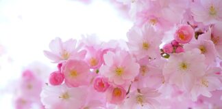 Ile powinno być roślin w akwarium?