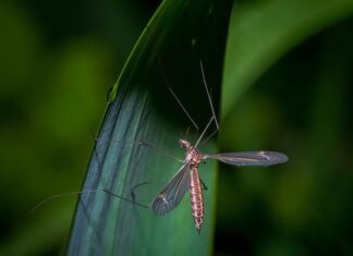 Jak rozpoznać nicienie u ryb?