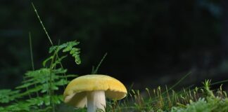 Gdzie można wyrzucić płyty CD?