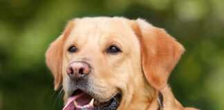 Kiedy labrador mądrzeje?