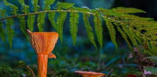 Gdzie wyrzucać kapsle od butelek?