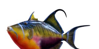 Kiedy Włożyć rybę do kotnika?