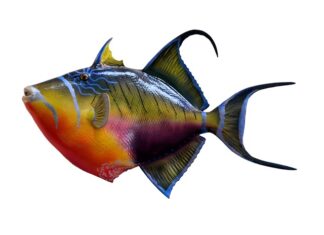 Kiedy Włożyć rybę do kotnika?