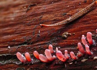 Co zjada Śluzowca? Co zjada Śluzowca?