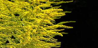 Jak prawidłowo sadzić rośliny w akwarium?