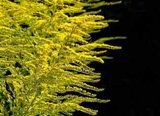 Jak prawidłowo sadzić rośliny w akwarium?