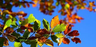 Od czego żółknie mi woda w akwarium?