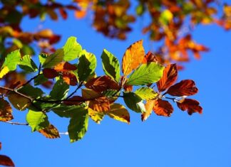 Od czego żółknie mi woda w akwarium?