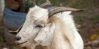 Jaki ser podobny do koziego?