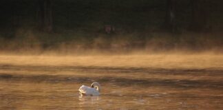 Jakie światło dla korali?