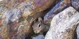 Jaka pianka na legowisko dla psa?