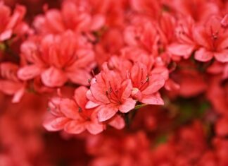 Czy rododendron jest trujący dla kota?