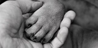 Jak nauczyć psa komendy daj łapę?