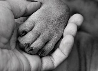 Jak nauczyć psa komendy daj łapę?