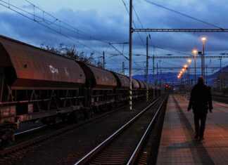 W jakim wieku najlepiej szkolić psa?