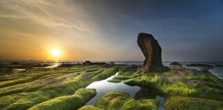 Co zyskują glony dzięki koralowce?