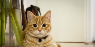 Jak nie należy głaskać psa?