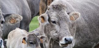 Co daje żucie goździków?