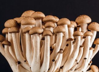 Jak nazywa się część jadalna buraka? Jak nazywa się część jadalna buraka?