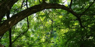 Czy łupek drzewiasty zatwardza wodę?