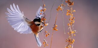 Co zrobić żeby nie wychodziły pióra z kurtki puchowej?